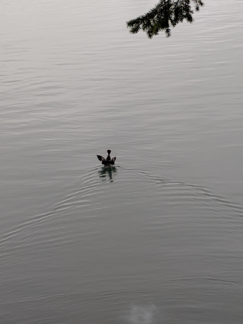 Doggo literally scared the shit out of this poor duck. That white cloud at the bottom was explosive poop he left while frantically swimming away and quacking.